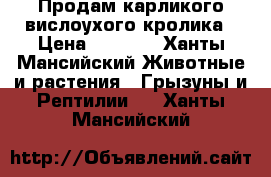 Продам карликого вислоухого кролика › Цена ­ 3 000 - Ханты-Мансийский Животные и растения » Грызуны и Рептилии   . Ханты-Мансийский